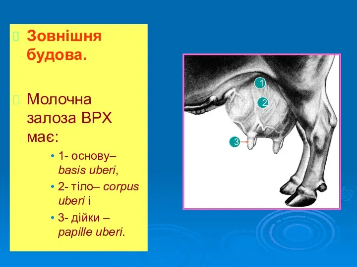 Зовнішня будова. Молочна залоза ВРХ має: 1- основу– basis uberi,