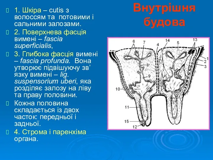 Внутрішня будова 1. Шкіра – cutis з волоссям та потовими