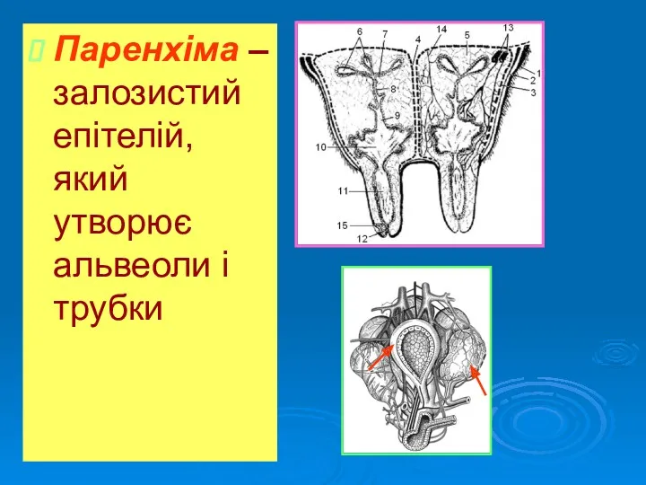 Паренхіма –залозистий епітелій, який утворює альвеоли і трубки