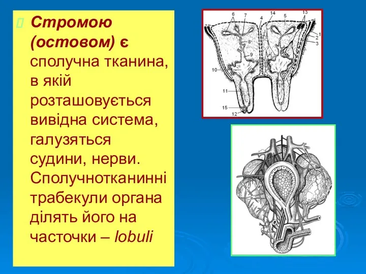 Стромою (остовом) є сполучна тканина, в якій розташовується вивідна система,