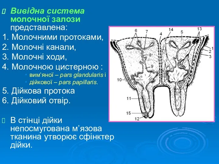 Вивідна система молочної залози представлена: 1. Молочними протоками, 2. Молочні