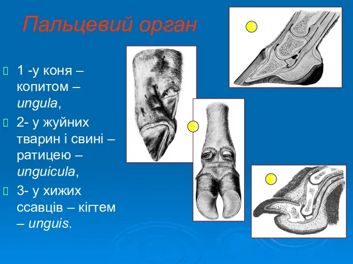 Пальцевий орган 1 -у коня – копитом – ungula, 2-