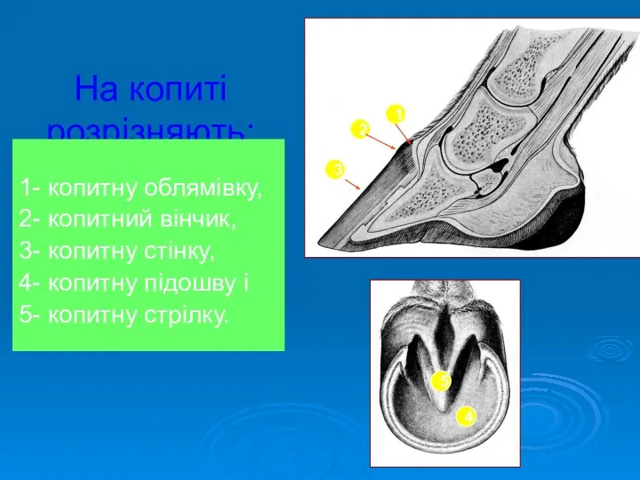 На копиті розрізняють: 1- копитну облямівку, 2- копитний вінчик, 3-