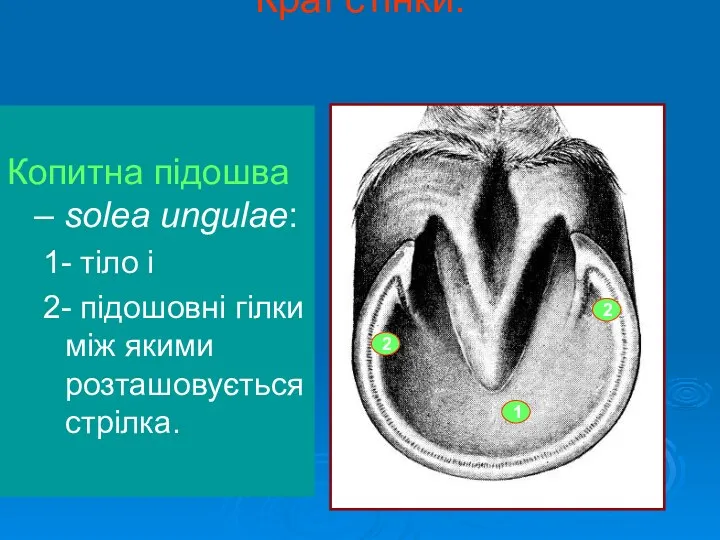 Краї стінки: Копитна підошва – solea ungulae: 1- тіло і