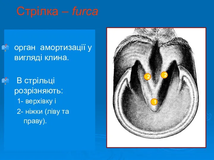 Стрілка – furca орган амортизації у вигляді клина. В стрільці