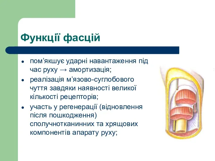 Функцiї фасцій пом’якшує ударні навантаження під час руху → амортизація;