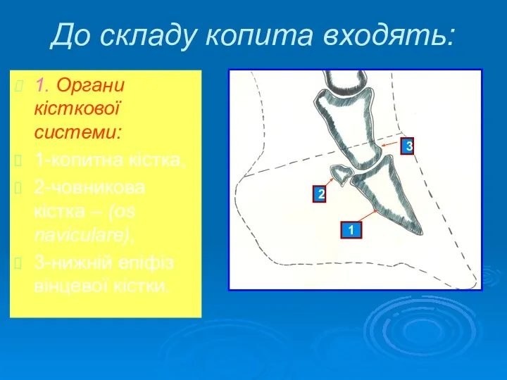 До складу копита входять: 1. Органи кісткової системи: 1-копитна кістка,