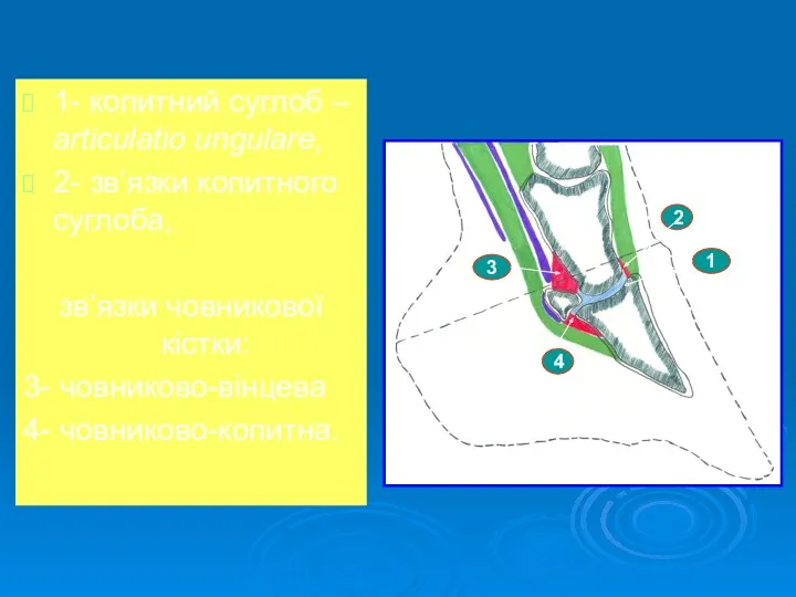 2. Органи системи з’єднання кісток: 1- копитний суглоб – articulatio