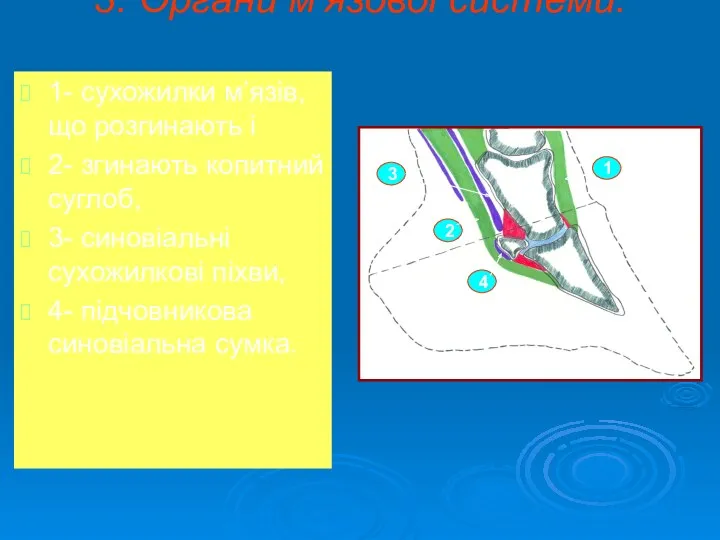 3. Органи м’язової системи: 1- сухожилки м’язів, що розгинають і