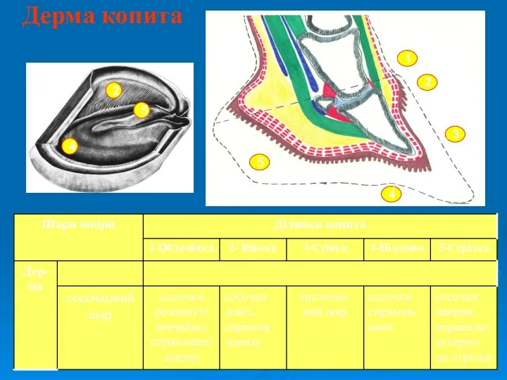 Дерма копита 1 2 3 4 5 2 5 4