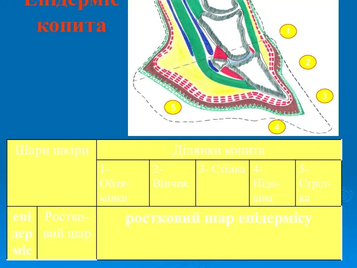 Епідерміс копита 1 2 3 2 1 3 4 5