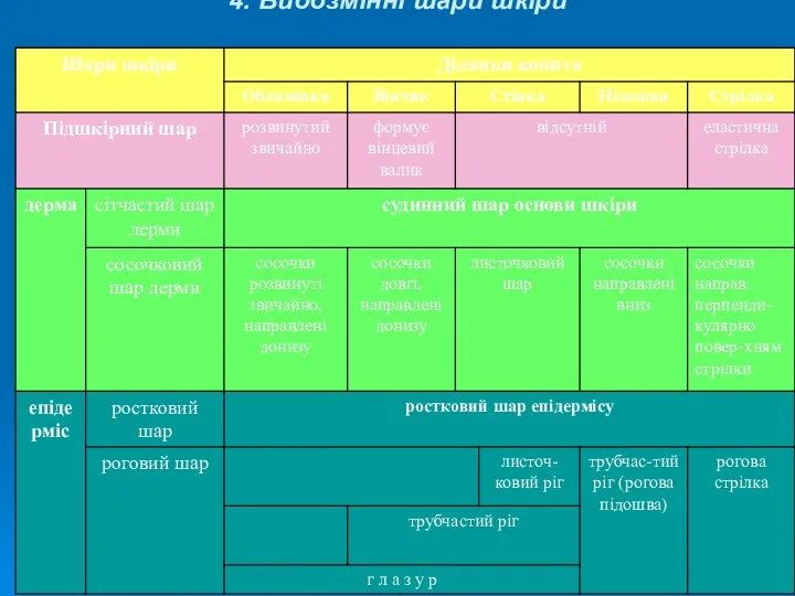 4. Видозмінні шари шкіри