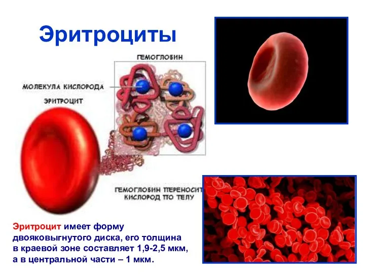 Эритроциты Эритроцит имеет форму двояковыгнутого диска, его толщина в краевой