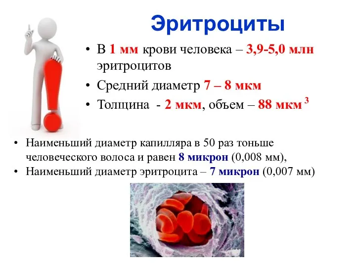 В 1 мм крови человека – 3,9-5,0 млн эритроцитов Средний