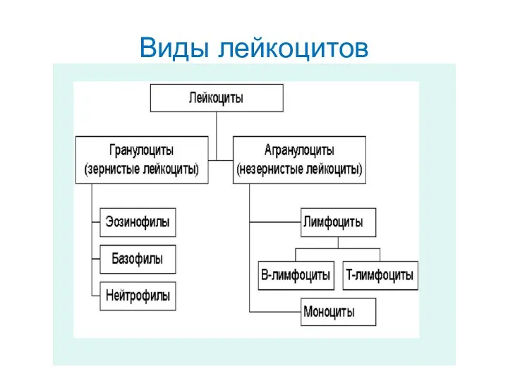 Виды лейкоцитов