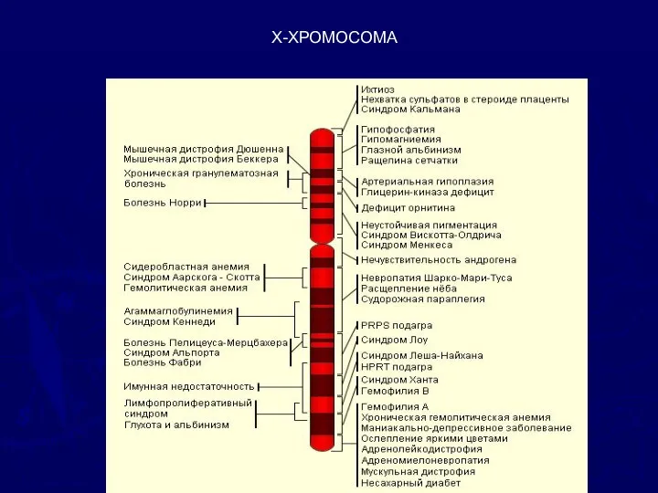 Х-ХРОМОСОМА