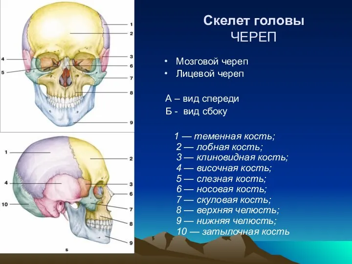 Скелет головы ЧЕРЕП Мозговой череп Лицевой череп А – вид