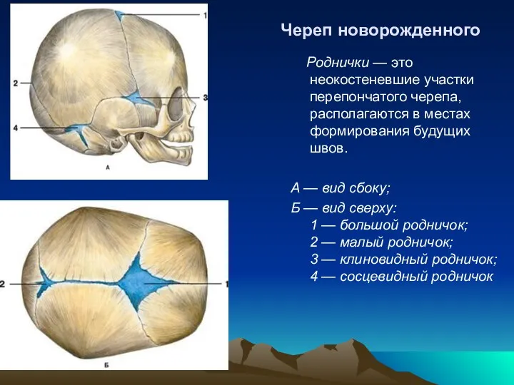 Череп новорожденного Роднички — это неокостеневшие участки перепончатого черепа, располагаются