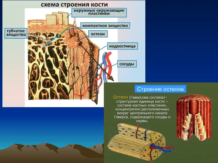 Строение остеона