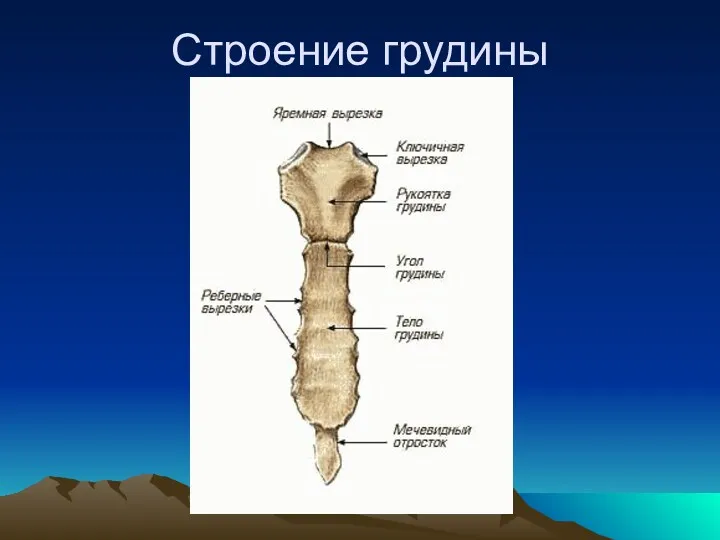 Строение грудины