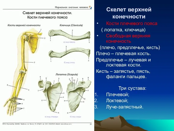 Скелет верхней конечности Кости плечевого пояса ( лопатка, ключица) Свободная