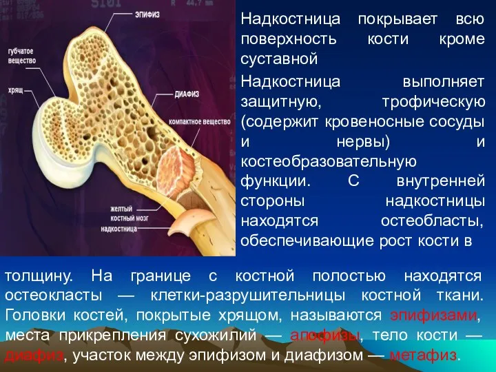 Надкостница покрывает всю поверхность кости кроме суставной Надкостница выполняет защитную,