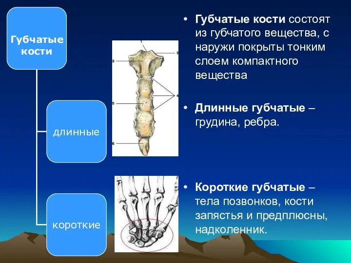 Губчатые кости состоят из губчатого вещества, с наружи покрыты тонким