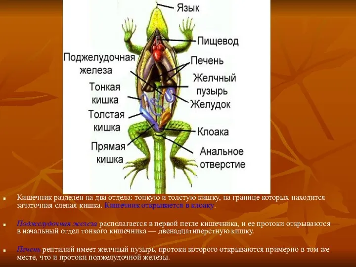 Кишечник разделен на два отдела: тонкую и толстую кишку, на