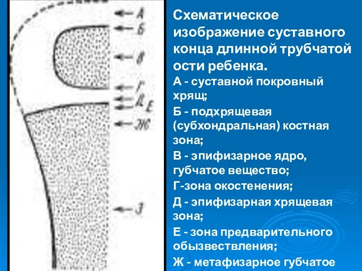 Схематическое изображение суставного конца длинной трубчатой ости ребенка. А - суставной покровный хрящ;