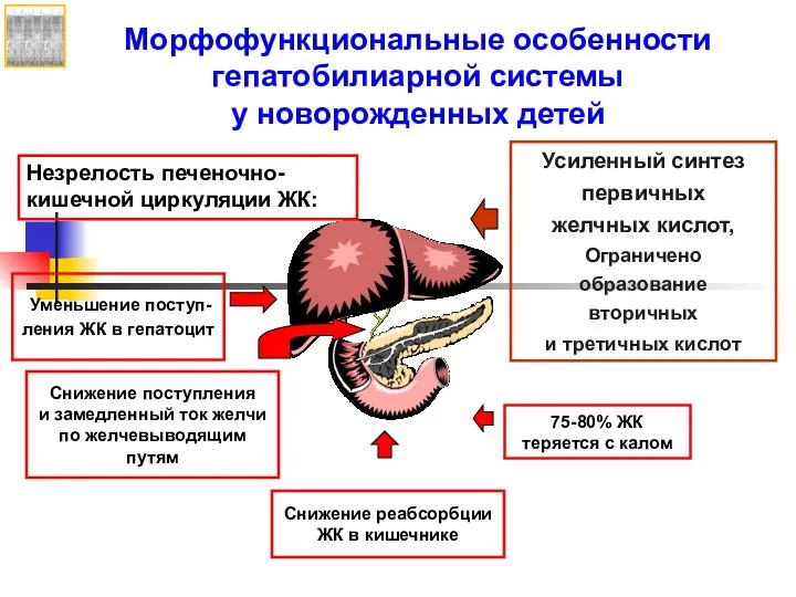 Усиленный синтез первичных желчных кислот, Ограничено образование вторичных и третичных