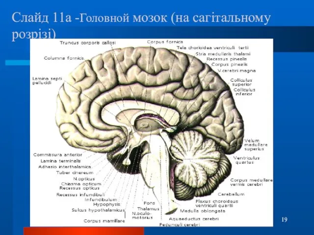 Слайд 11а -Головной мозок (на сагітальному розрізі)