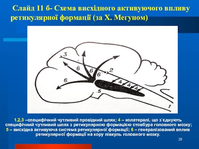 Слайд 11 б- Схема висхідного активуючого впливу ретикулярної формації (за