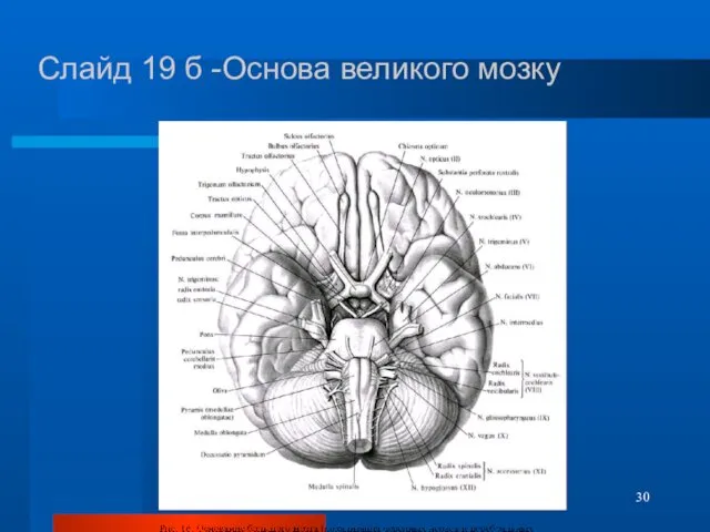 Слайд 19 б -Основа великого мозку