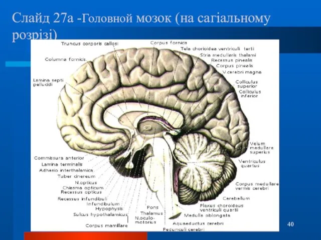 Слайд 27а -Головной мозок (на сагіальному розрізі)