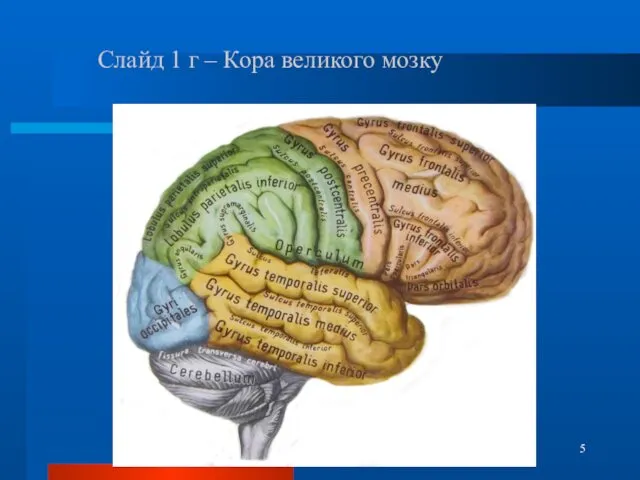 Слайд 1 г – Кора великого мозку