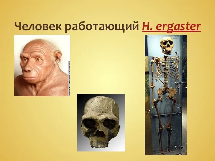 Человек работающий H. ergaster