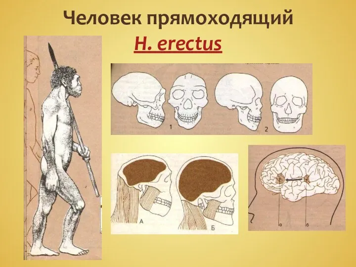 Человек прямоходящий H. erectus