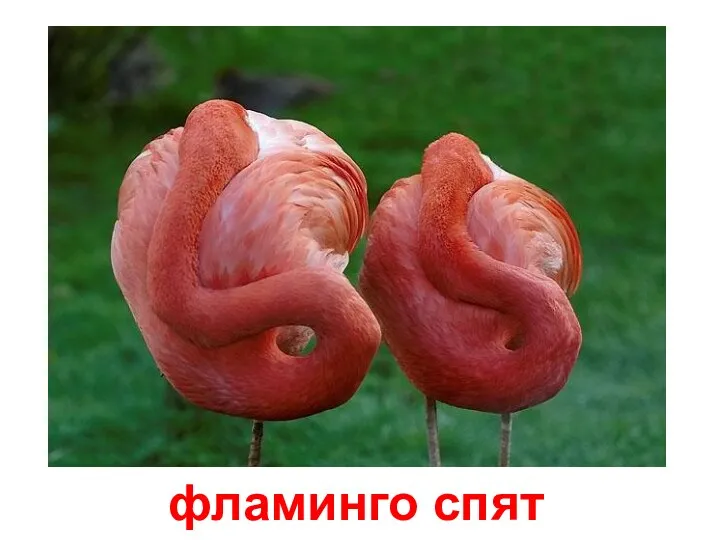 фламинго спят