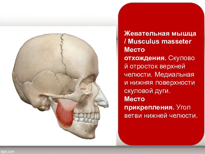 Жевательная мышца / Musculus masseter Место отхождения. Скуловой отросток верхней челюсти. Медиальная и