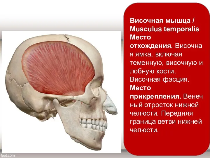 Височная мышца / Musculus temporalis Место отхождения. Височная ямка, включая теменную, височную и
