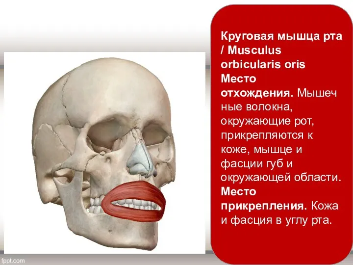 Круговая мышца рта / Musculus orbicularis oris Место отхождения. Мышечные волокна, окружающие рот,