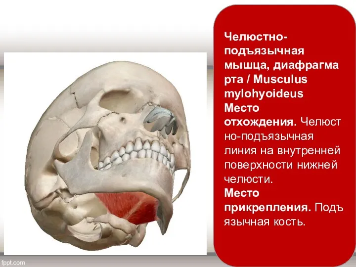 Челюстно-подъязычная мышца, диафрагма рта / Musculus mylohyoideus Место отхождения. Челюстно-подъязычная линия на внутренней