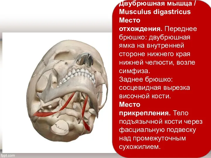 Двубрюшная мышца / Musculus digastricus Место отхождения. Переднее брюшко: двубрюшная