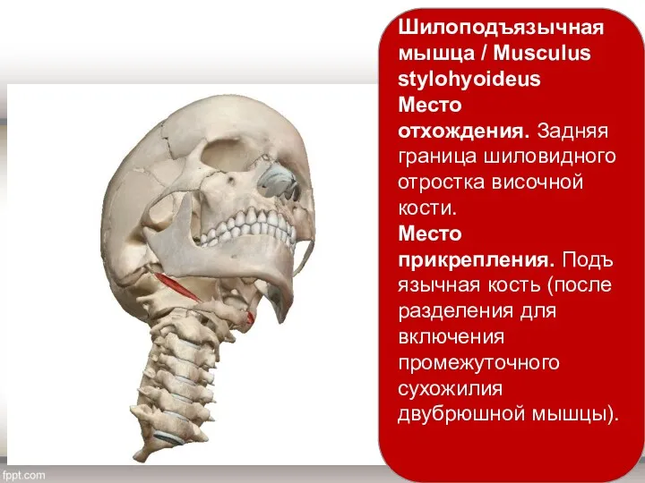 Шилоподъязычная мышца / Musculus stylohyoideus Место отхождения. Задняя граница шиловидного