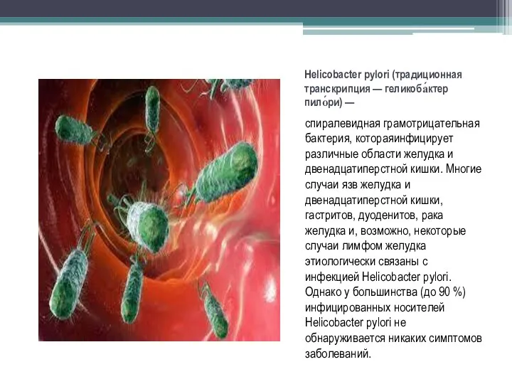 Helicobacter pylori (традиционная транскрипция — геликоба́ктер пило́ри) — спиралевидная грамотрицательная
