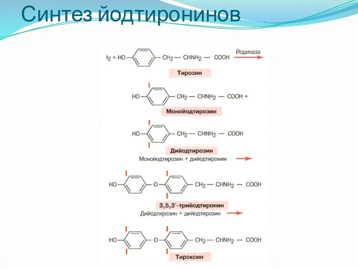 Синтез йодтиронинов
