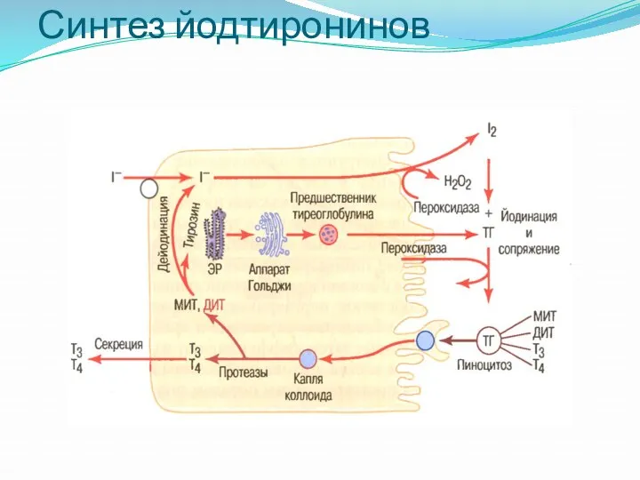 Синтез йодтиронинов