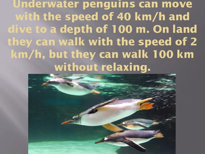 Underwater penguins can move with the speed of 40 km/h