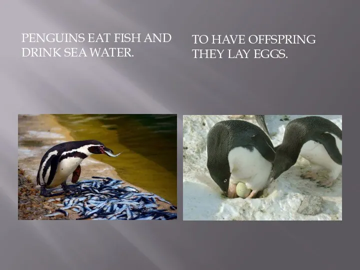 PENGUINS EAT FISH AND DRINK SEA WATER. TO HAVE OFFSPRING THEY LAY EGGS.