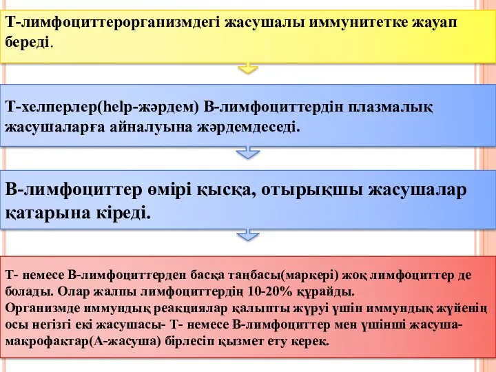 Т-лимфоциттерорганизмдегі жасушалы иммунитетке жауап береді. Т-хелперлер(help-жәрдем) В-лимфоциттердін плазмалық жасушаларға айналуына